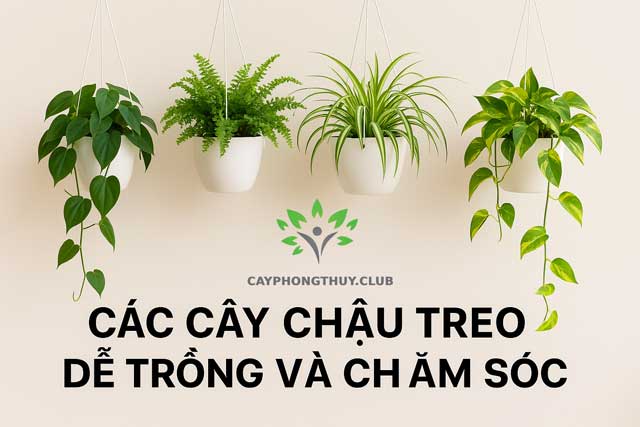 Các cây chậu treo dễ trồng và chăm sóc