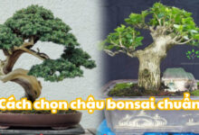 Cách chọn chậu bonsai chuẩn từ Cây Phong Thuỷ