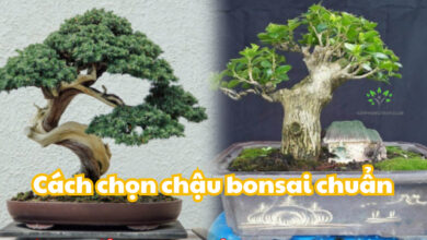 Cách chọn chậu bonsai chuẩn từ Cây Phong Thuỷ