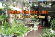 Khám Phá Các Loại Cây Cảnh Dễ Trồng