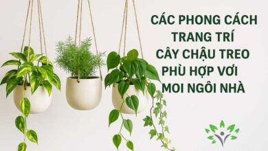 Cây Chậu Treo