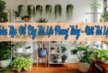 Toàn Tập Về Cây Tài Lộc Phong Thủy