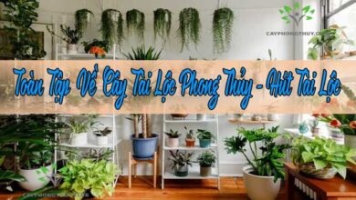 Toàn Tập Về Cây Tài Lộc Phong Thủy