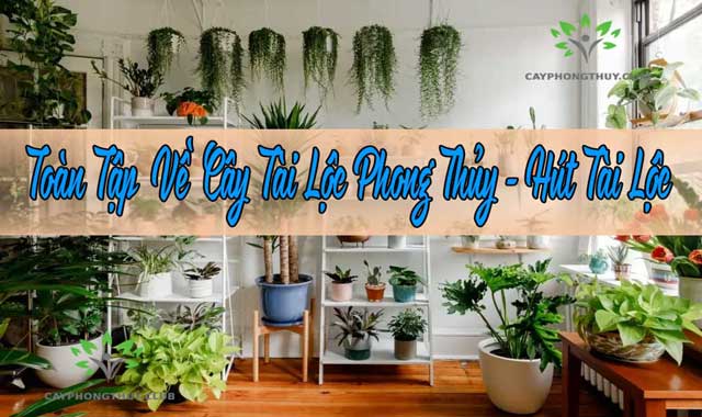Toàn Tập Về Cây Tài Lộc Phong Thủy
