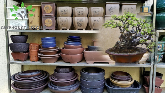 Chậu bonsai kiểu nào cũng có tại Cây Phong Thuỷ