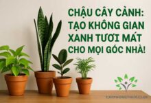 Chậu Cây Cảnh