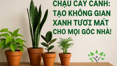 Chậu Cây Cảnh