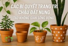 Chậu Đất Nung