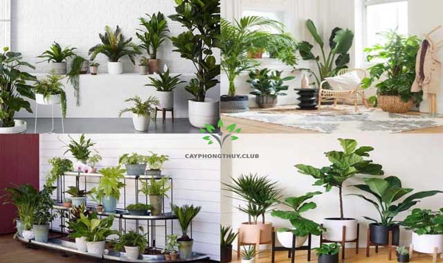 Chi tiết về các loại cây tài lộc phong thủy