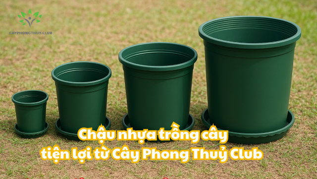 Khám phá chậu nhựa trồng cây cùng Cây Phong Thủy
