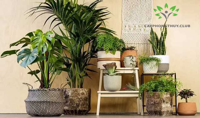 Những loại cây tài lộc phong thủy giúp mang lại may mắn