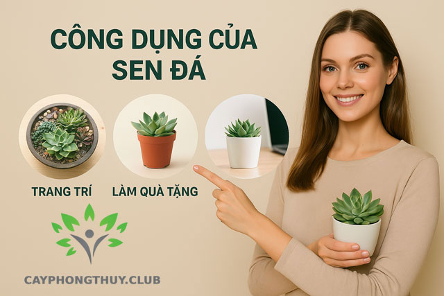 Thông tin về cây sen đá