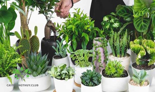 Vẻ đẹp và ý nghĩa của cây cảnh